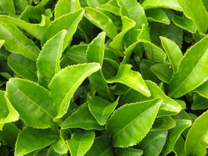 5 bienfaits du thé vert pour vos dents