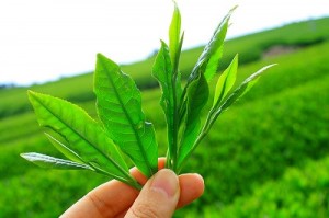 Le thé vert, un brûleur de graisse naturel