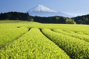 Le thé vert cultivé biologiquement est le thé le plus riches en antioxydants naturels puissants
