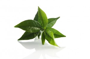 La feuille de thé vert bio