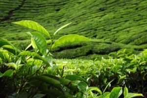 Les bienfaits du thé vert bio